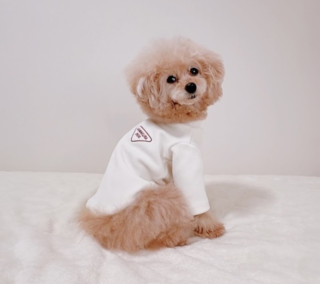 スタンプフリーストップス 可愛い小型犬の洋服通販 鎌倉ドッグ