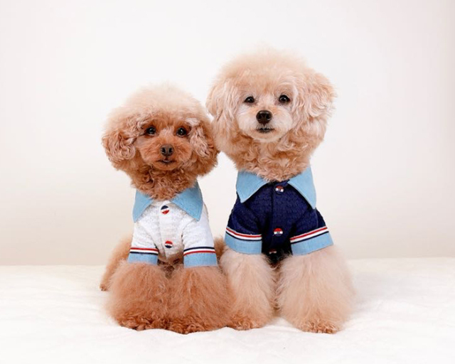 トリコロールマリンシャツ 可愛い小型犬の洋服通販 鎌倉ドッグ