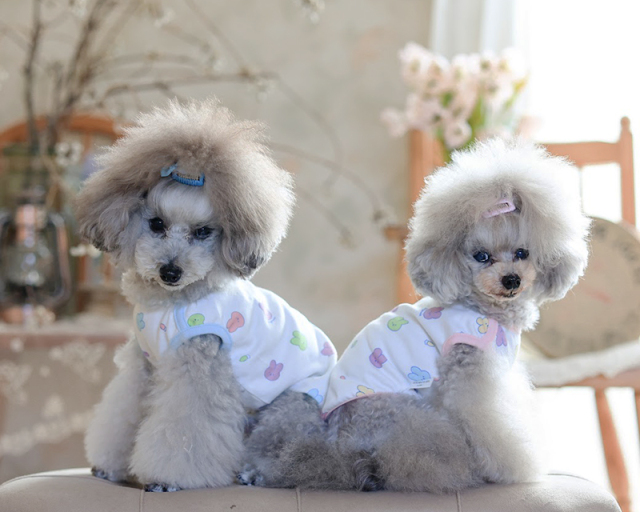 オーガニックこもれびバニータンク 可愛い小型犬の洋服通販 鎌倉ドッグ