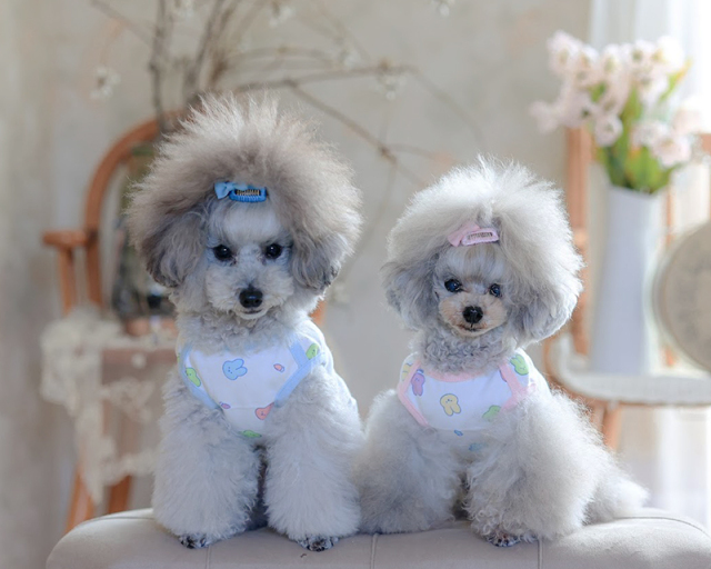 オーガニックこもれびバニータンク 可愛い小型犬の洋服通販 鎌倉ドッグ