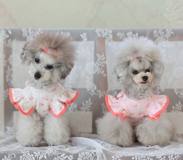 チェリーミルクトップス 可愛い小型犬の洋服通販 鎌倉ドッグ