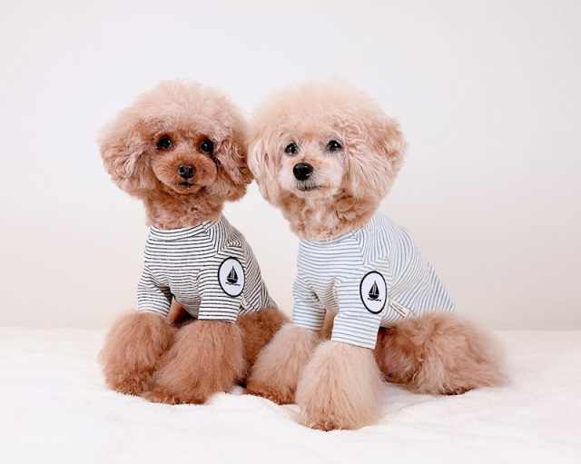 マリンボーダーTシャツ 可愛い小型犬の洋服通販 鎌倉ドッグ