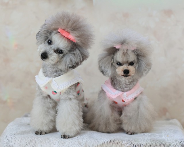 ベリースウィートタンク 可愛い小型犬の洋服通販 鎌倉ドッグ