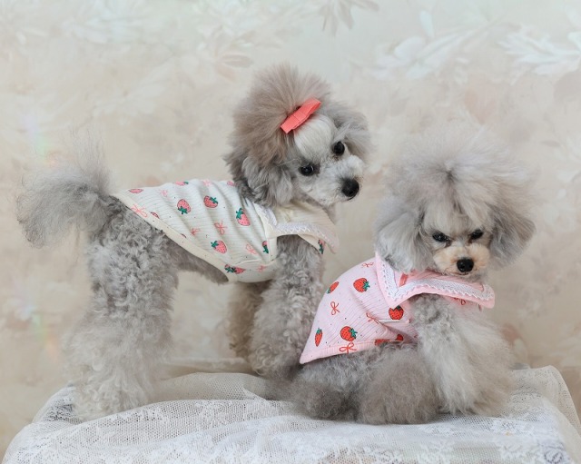 ベリースウィートタンク 可愛い小型犬の洋服通販 鎌倉ドッグ