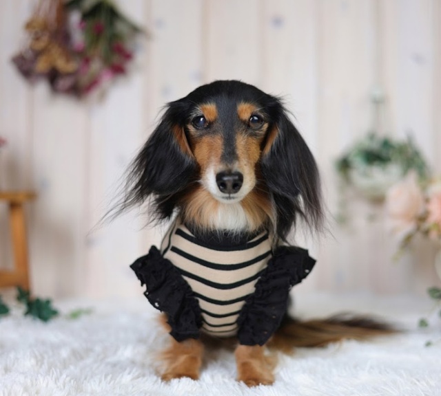 シックボーダートップス 可愛い小型犬の洋服通販 鎌倉ドッグ
