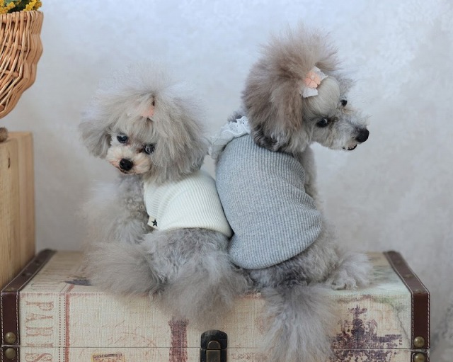 コルミーリブキャミ・ワンピ 可愛い小型犬の洋服通販 鎌倉ドッグ