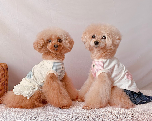 オーガニックハートタンク 可愛い小型犬の洋服通販 鎌倉ドッグ