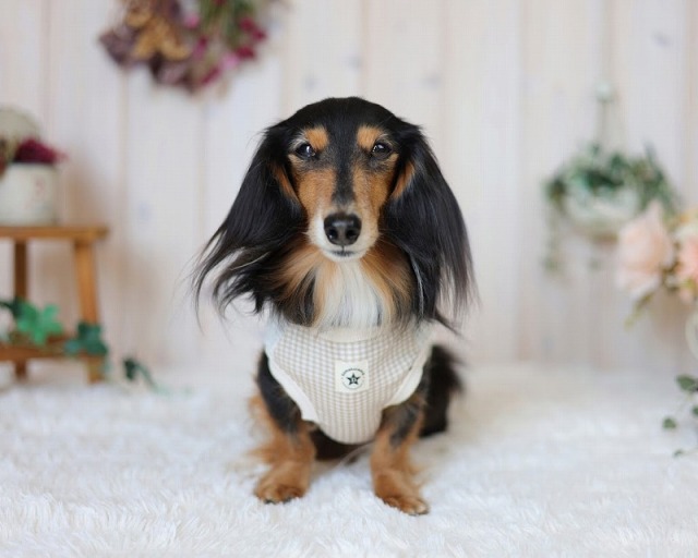 オーガニックハートタンク 可愛い小型犬の洋服通販 鎌倉ドッグ