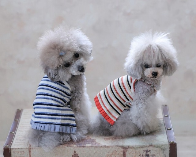 マルチラインショート丈ワンピ 可愛い小型犬の洋服通販 鎌倉ドッグ