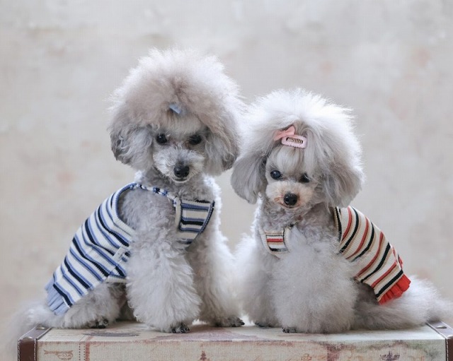 マルチラインショート丈ワンピ 可愛い小型犬の洋服通販 鎌倉ドッグ