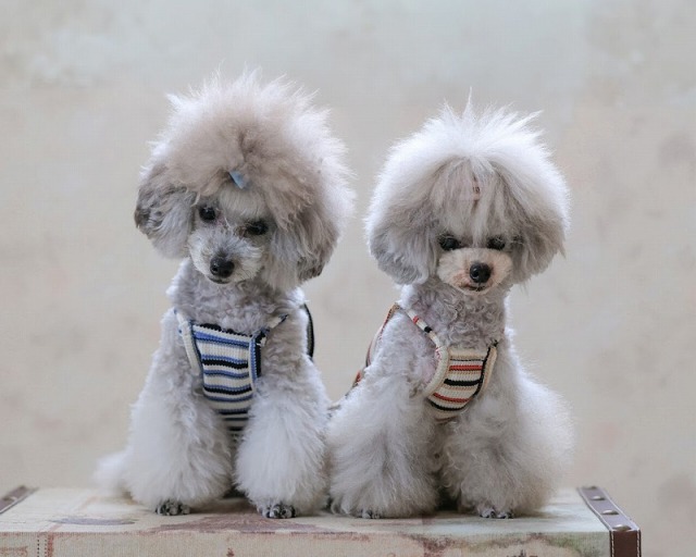 マルチラインショート丈ワンピ 可愛い小型犬の洋服通販 鎌倉ドッグ
