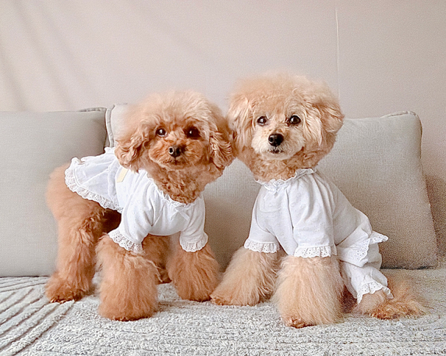 ハートしずくタンク・ワンピ・ロンパース 可愛い小型犬の洋服通販 鎌倉