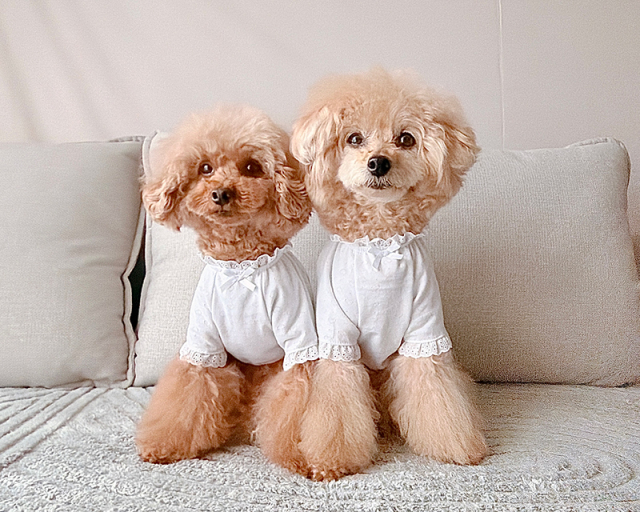 ハートしずくタンク・ワンピ・ロンパース 可愛い小型犬の洋服通販 鎌倉