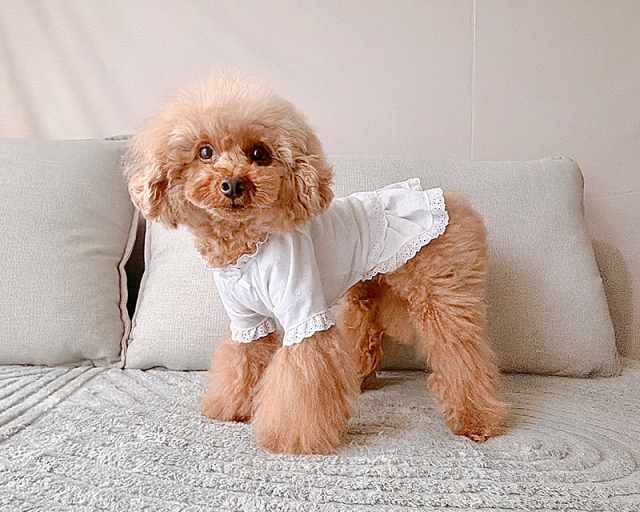 ハートしずくタンク・ワンピ・ロンパース 可愛い小型犬の洋服通販 鎌倉