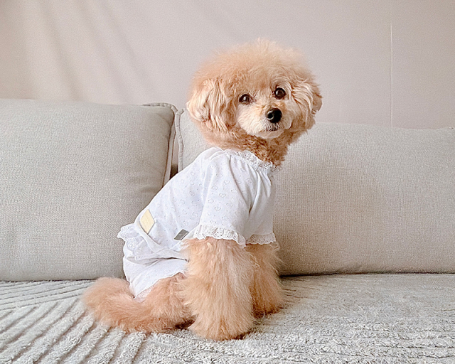 犬服♡ハンドメイド　ロンパース　ワンピース ハートしずくタンク・ワンピ・ロンパース 可愛い小型犬の洋服通販 鎌倉
