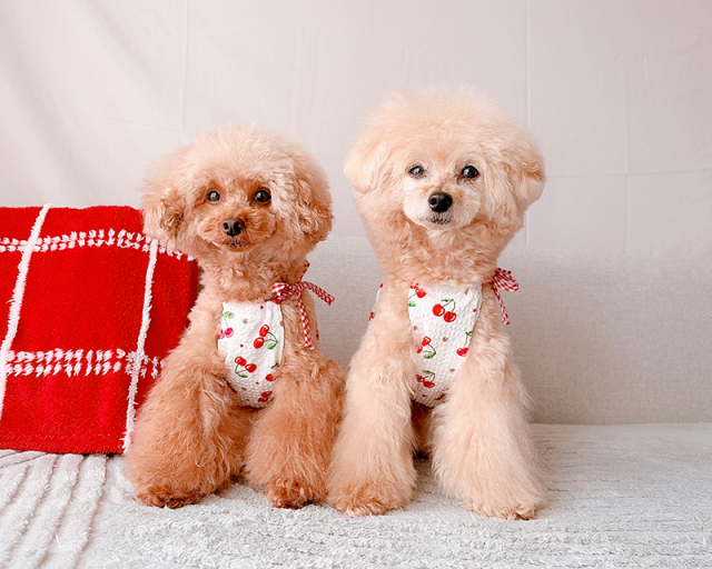 さくらんぼ日和ワンピ・つなぎ 可愛い小型犬の洋服通販 鎌倉ドッグ