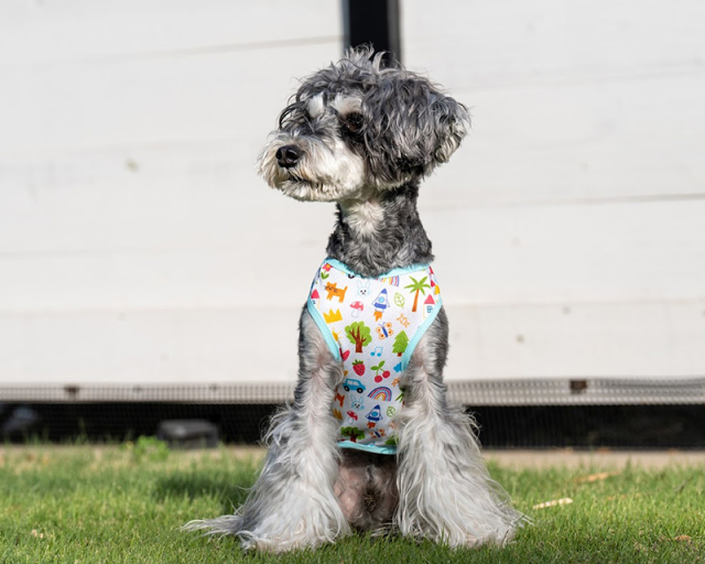 おえかきCOOLメッシュタンク 可愛い小型犬の洋服通販 鎌倉ドッグ
