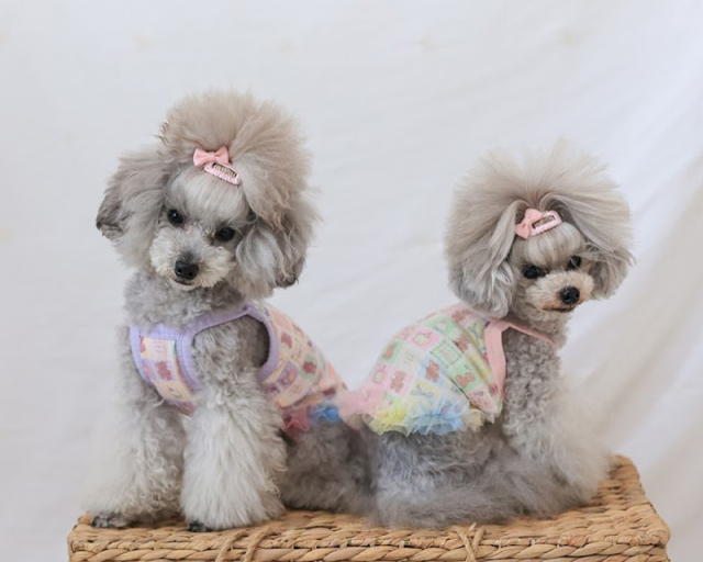 ゆめくまチュールキャミ 可愛い小型犬の洋服通販 鎌倉ドッグ