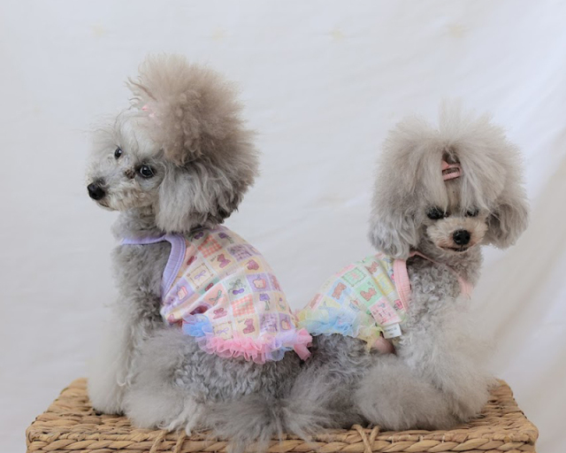 ゆめくまチュールキャミ 可愛い小型犬の洋服通販 鎌倉ドッグ