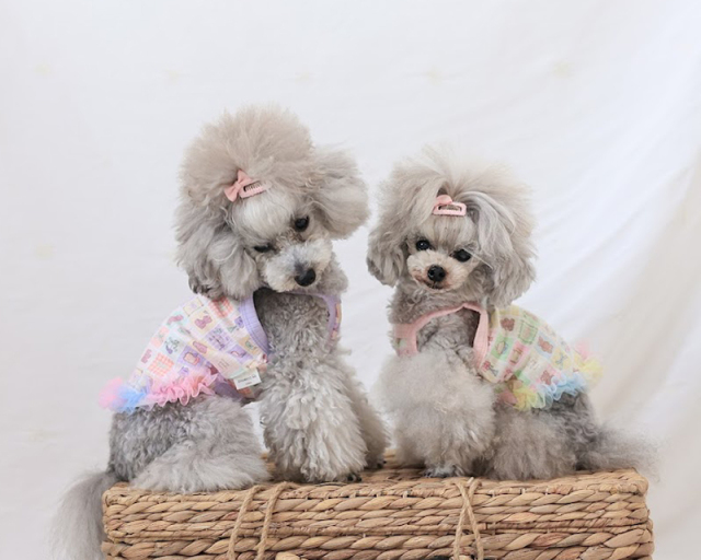 ゆめくまチュールキャミ 可愛い小型犬の洋服通販 鎌倉ドッグ