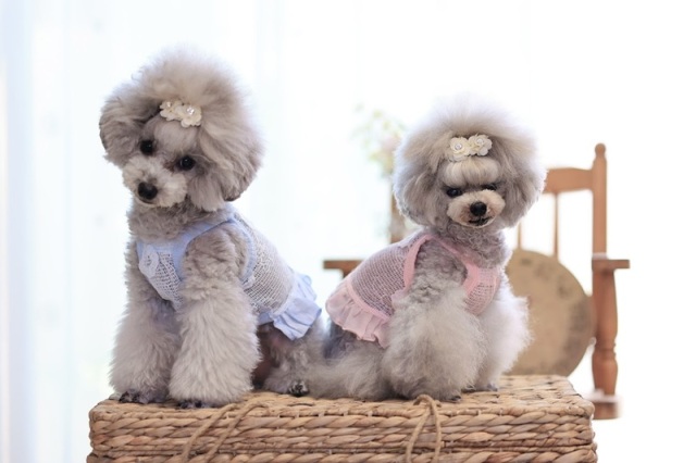 メッシュフラワーショート丈キャミワンピ 可愛い小型犬の洋服通販 鎌倉