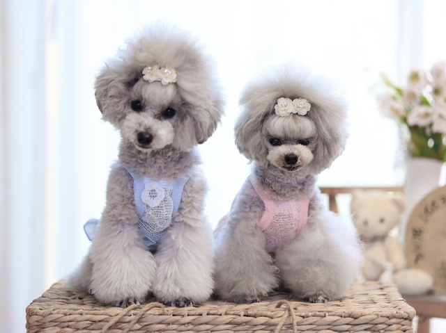 メッシュフラワーショート丈キャミワンピ 可愛い小型犬の洋服通販 鎌倉