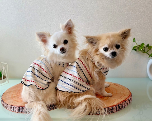 マリンステッチタンク・ワンピ・つなぎ 可愛い小型犬の洋服通販 鎌倉ドッグ