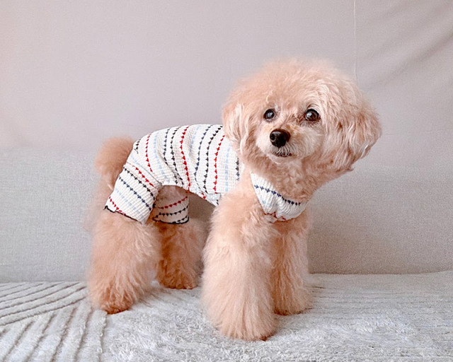 マリンステッチタンク・ワンピ・つなぎ 可愛い小型犬の洋服通販 鎌倉ドッグ