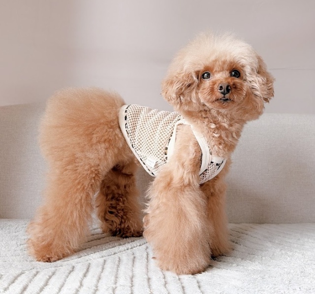レオパードメッシュキャミ 可愛い小型犬の洋服通販 鎌倉ドッグ