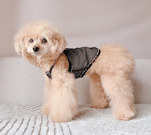 MIMI様❤ハート♡レオパード♡ハンドメイド犬服♡オーダー♡ レオパードメッシュキャミ 可愛い小型犬の洋服通販 鎌倉ドッグ