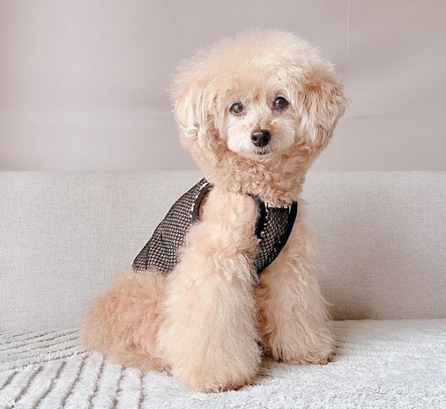 レオパードメッシュキャミ 可愛い小型犬の洋服通販 鎌倉ドッグ