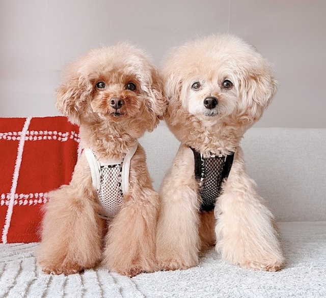 レオパードメッシュキャミ 可愛い小型犬の洋服通販 鎌倉ドッグ
