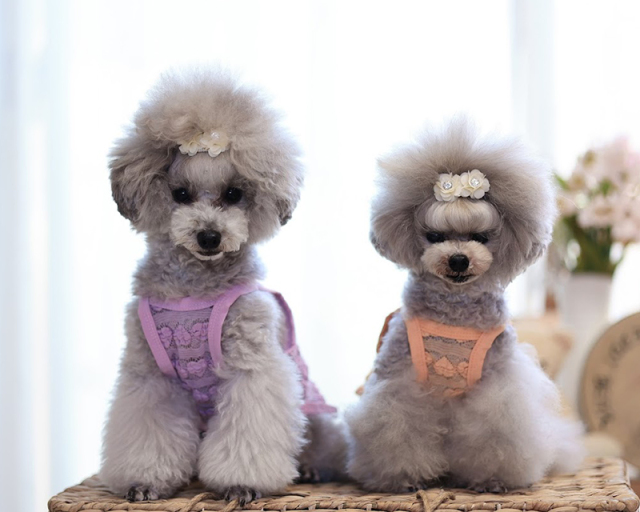 レースハートキャミ 可愛い小型犬の洋服通販 鎌倉ドッグ