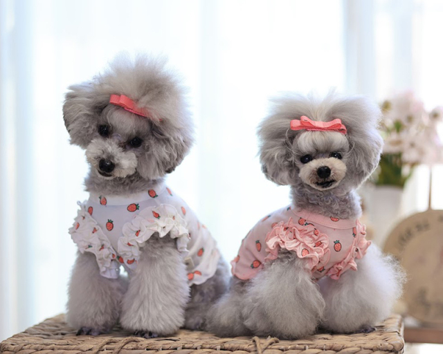 いちごミルクショート丈 可愛い小型犬の洋服通販 鎌倉ドッグ
