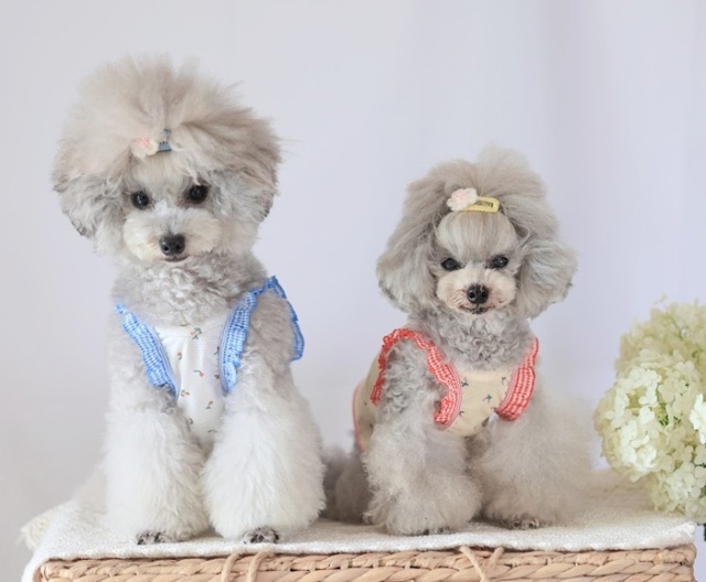 さくらんぼフリルショート丈COOLキャミ 可愛い小型犬の洋服通販 鎌倉ドッグ