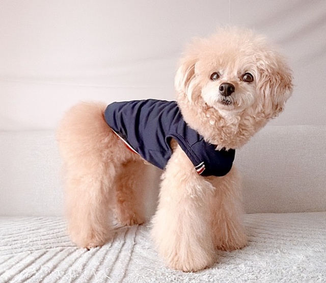 犬服ハンドメイド ♡5malu♡様 UVケアフレンチラインメッシュタンク 可愛い小型犬の洋服通販 鎌倉ドッグ