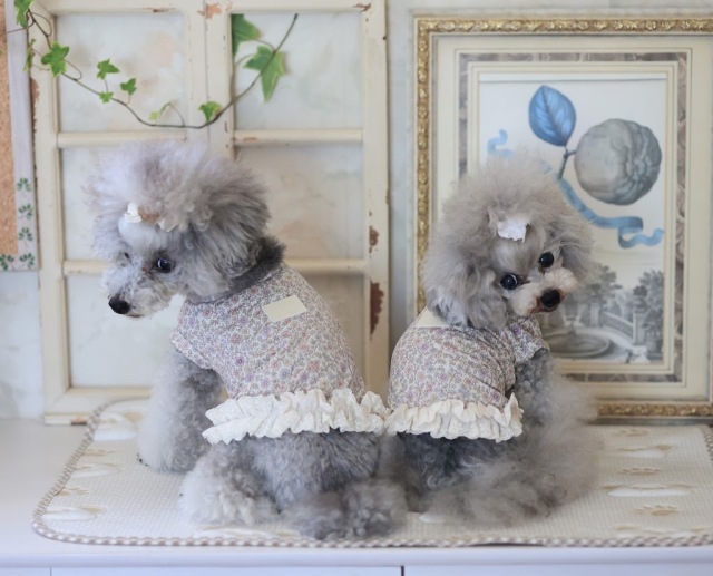 UVケア花日和ショート丈タンク 可愛い小型犬の洋服通販 鎌倉ドッグ