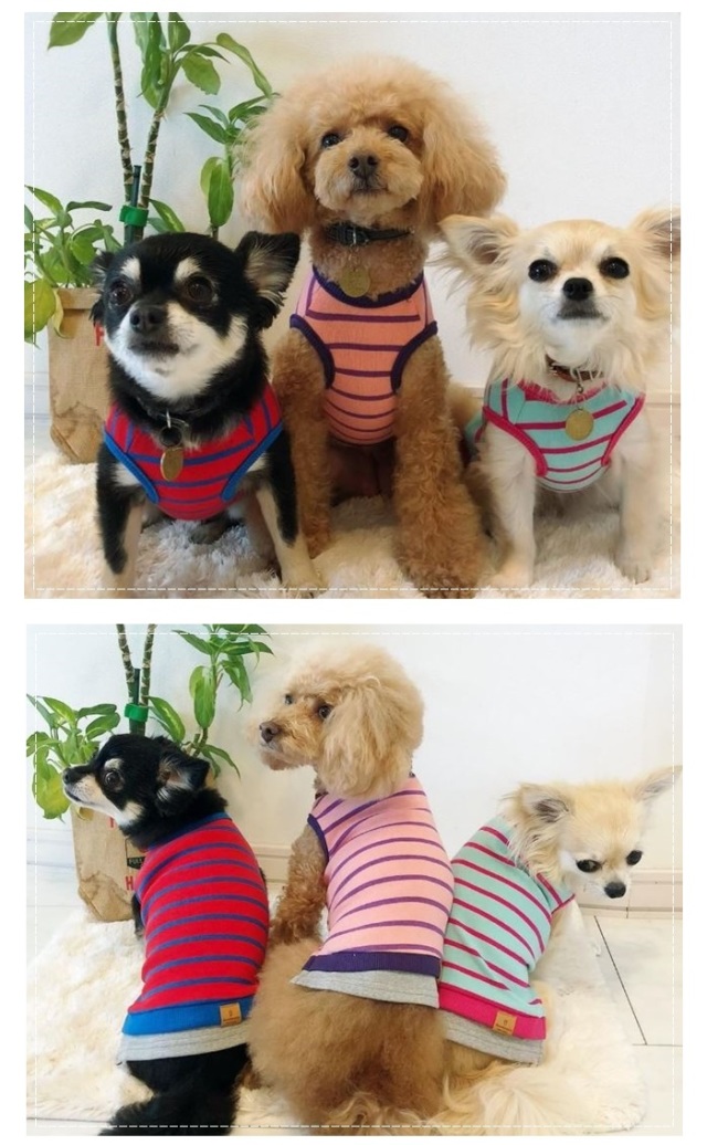 人気のボーダー柄