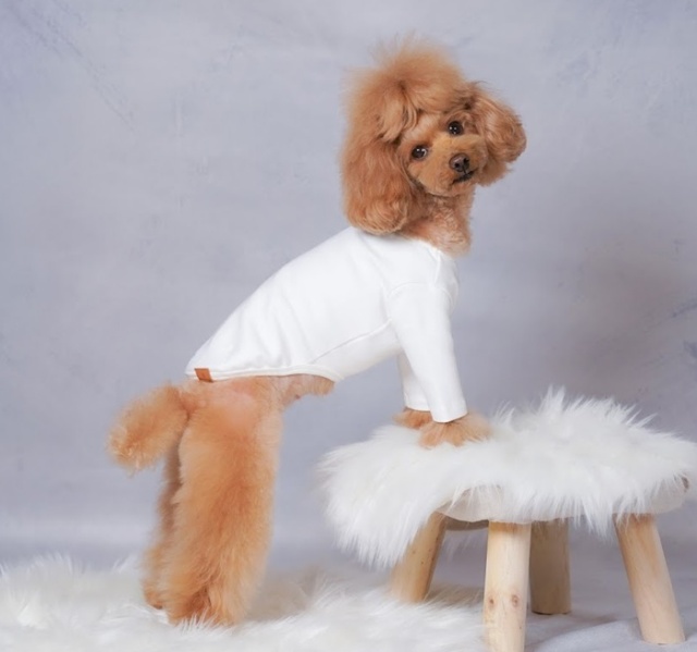 専門ショップ 犬服 わんこの普段着 グレープドット S 犬服