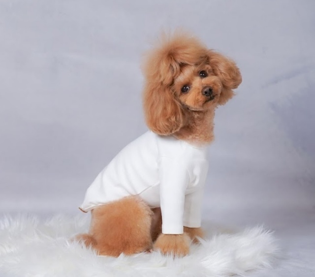 犬デザイン 絨毯パンツ 一点物 t1131ra1.jpg