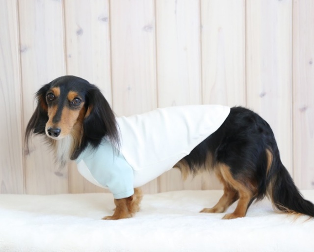 可愛い小型犬の洋服通販 鎌倉ドッグ