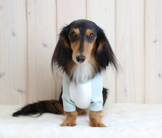 可愛い小型犬の洋服通販 鎌倉ドッグ