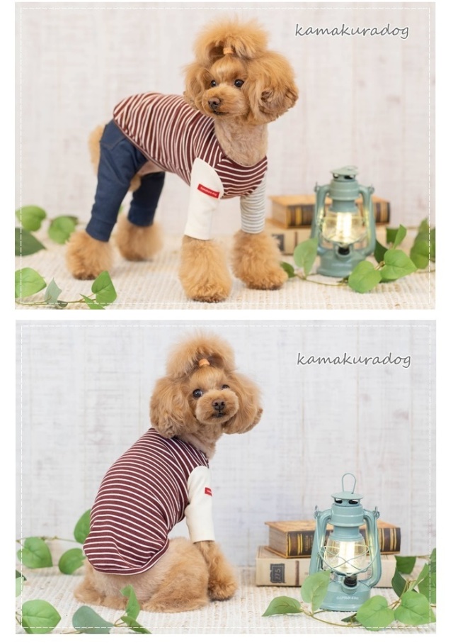 可愛い小型犬の洋服通販 鎌倉ドッグ