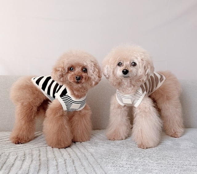 可愛い小型犬の洋服通販 鎌倉ドッグ ☆タンクトップ