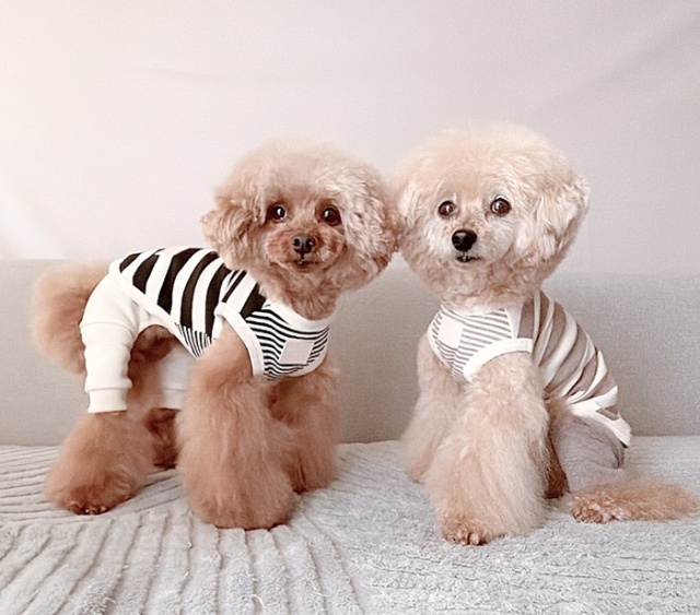 可愛い小型犬の洋服通販 鎌倉ドッグ ☆タンクトップ