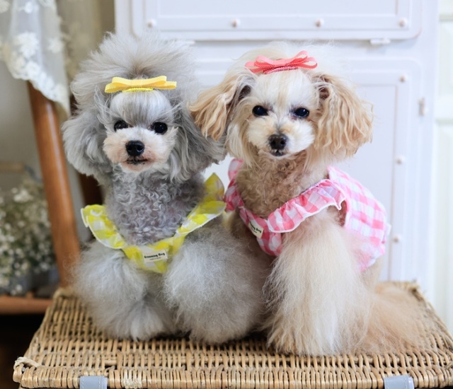 可愛い小型犬の洋服通販 鎌倉ドッグ ☆タンクトップ