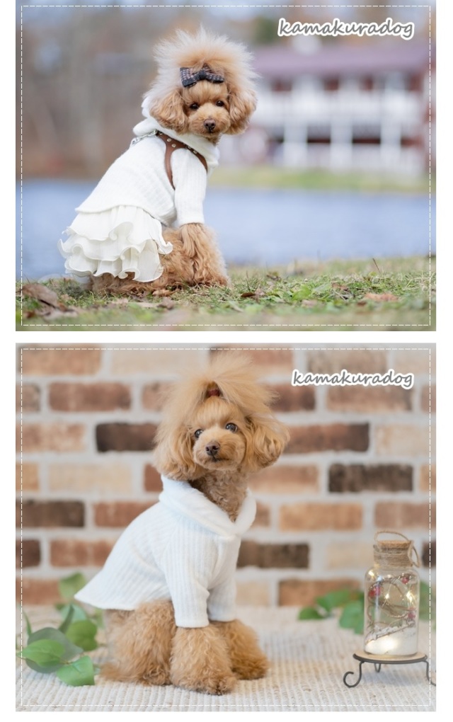 可愛い小型犬の洋服通販 鎌倉ドッグ