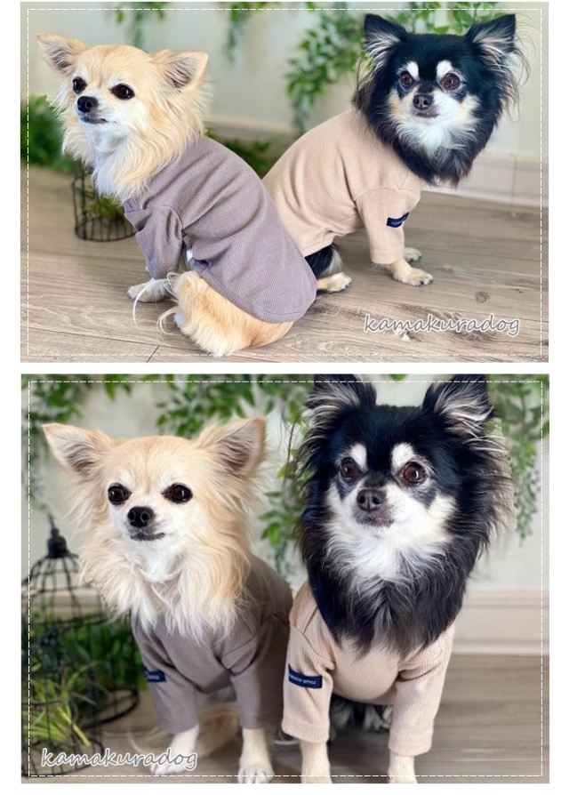 可愛い小型犬の洋服通販 鎌倉ドッグ