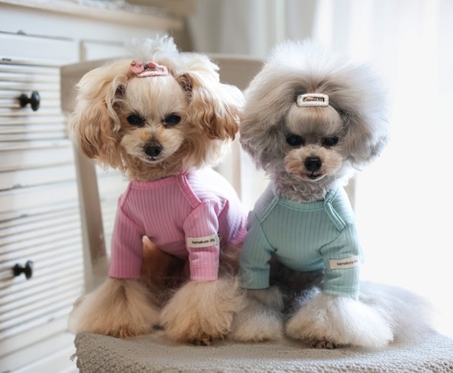 NEWインナーリブTシャツ 可愛い小型犬の洋服通販 鎌倉ドッグ