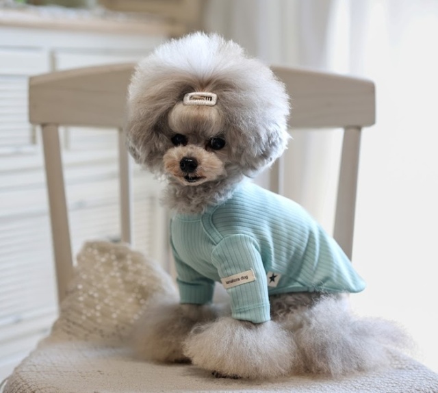 NEWインナーリブTシャツ 可愛い小型犬の洋服通販 鎌倉ドッグ